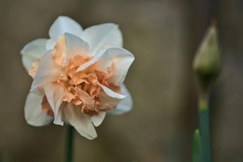 Closeup view of single spring daffodil (Narcissus) flower in unusual color Stock Photos