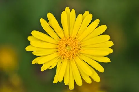 Closeup view of single spring yellow oriental leopard's-bane Doronicum orientale Stock Photos