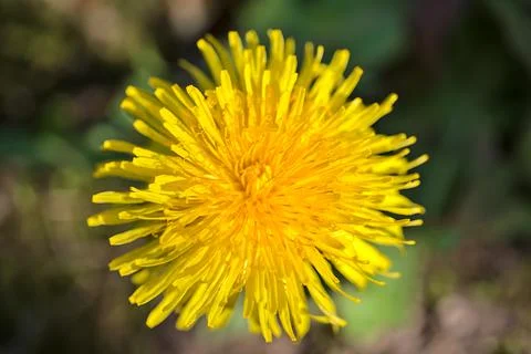 Closeup view of single spring yellow dandelion (Taraxacum officinale) flower Stock Photos