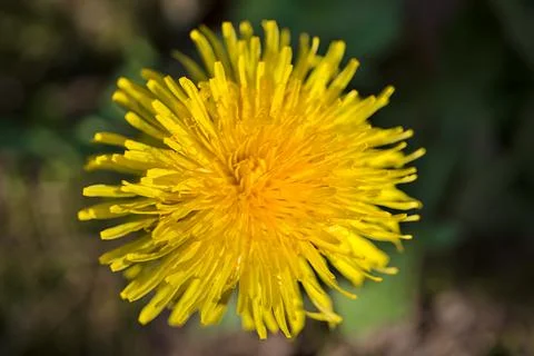 Closeup view of single spring yellow dandelion (Taraxacum officinale) flower Stock Photos