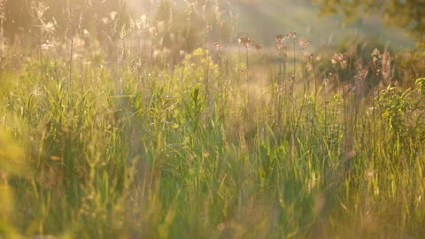 Closeup view slow motion of flowers growing in summer countryside meadow. Stock Footage 156409456