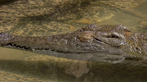 Closeup view of a small crocodile relaxing in water under the sun. Stock Footage 113348925