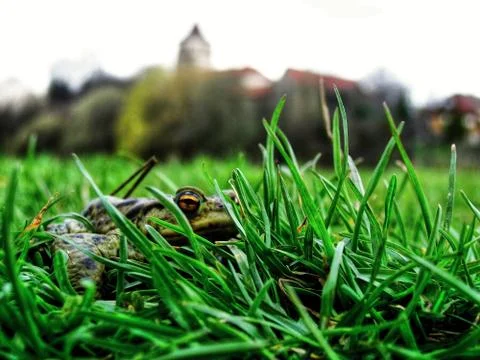 Closeup View of the Small Frog Facing Lens of the Camera in her Nature Environme Stock Photos