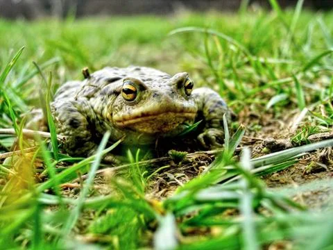 Closeup View of the Small Frog Facing Lens of the Camera in her Nature Environme Stock Photos
