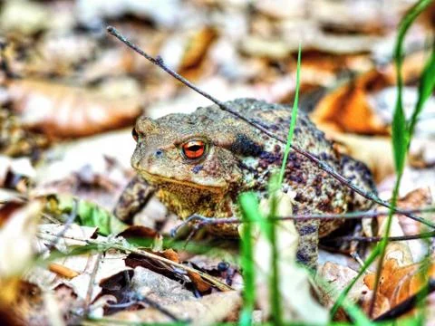 Closeup View of the Small Frog Facing Lens of the Camera in her Nature Environme Stock Photos