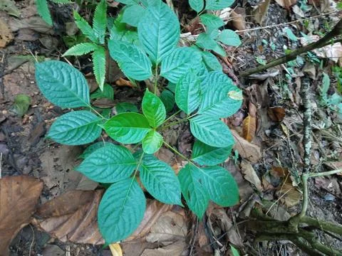 Closeup view of small tree of Bischofia javanica Foto stock