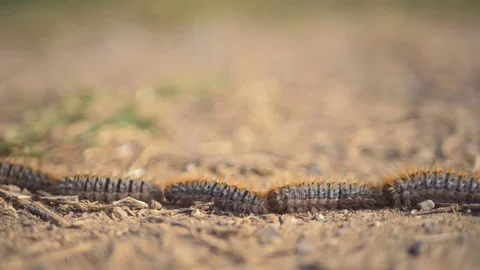 Closeup view of smart caterpillars going one by one Stock Footage 77972284