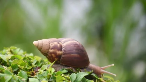 Closeup view of a snail Stock Footage 251164098