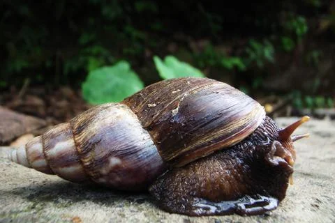 Closeup view of a snail Stock-Fotos