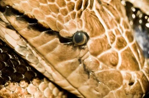 Closeup View of a Snake Eye 스톡 사진