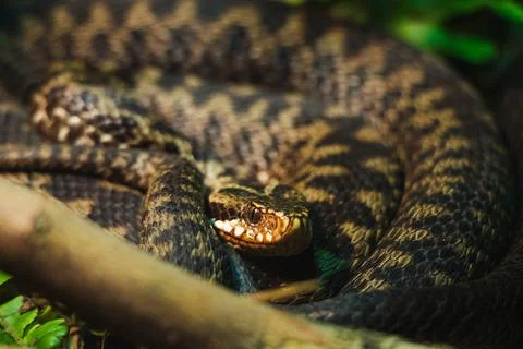 Closeup view of snakes on a blurry background in the zoo Stock Photos