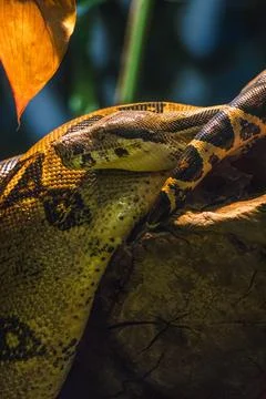 Closeup view of snakes on a blurry background in the zoo 스톡 사진