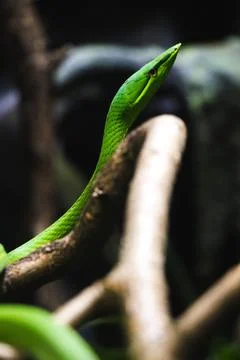 Closeup view of snakes on a blurry background in the zoo 스톡 사진