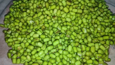 Closeup view of soaked mung beans showing swollen texture and fresh natural.. Stock-Footage 337038133
