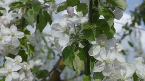 Closeup view of some abloom apple flowers. Stock Footage 132965188