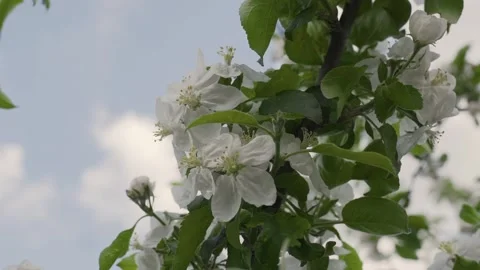 Closeup view of some abloom apple flowers and a beautiful sky. Stock Footage 132965601