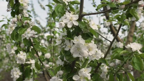 Closeup view of some white apple flowers. Stock Footage 132965386