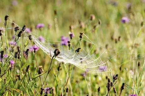 A closeup view of a sparkling spider web beautifully adorned with glistening  Stock Photos