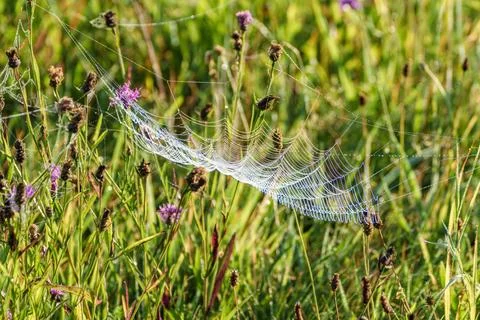 A closeup view of a sparkling spider web beautifully adorned with glistening  Stock Photos