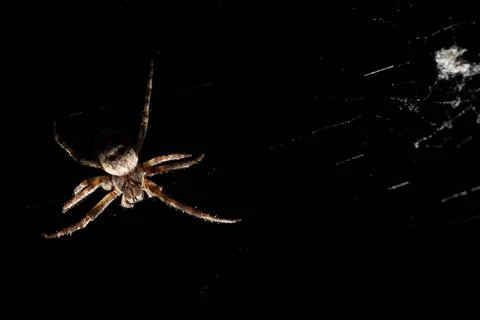 A CloseUp View of a Spider in Its Web Set Against a Dark Black Background for Stock Photos