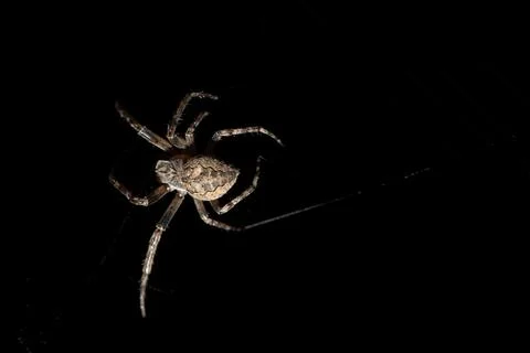 A CloseUp View of a Spider Set Against a Dark Background That Enhances Its Stock Photos