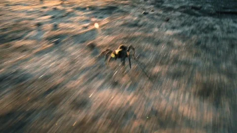 Closeup view of spider sprinting towards camera Stock Footage 100344772