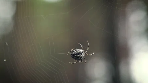 Closeup view of a spider weaving the web in nature. Video stock 135395983