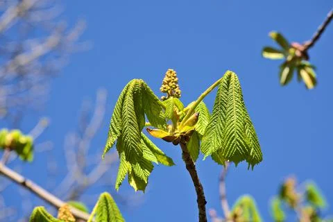Closeup view of spring chestnut (Castanea) tree buds and young leaves Stock Photos