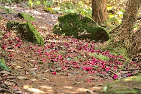 Closeup view of spring fallen pink petals of wild rhododendron bloossoms Stock Photos