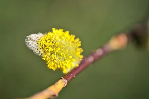 Closeup view spring fast-growing willow tree buds on green blurry background Stock Photos