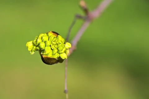 Closeup view spring maple (Acer) tree buds on green blurry background, Dublin Stock Photos