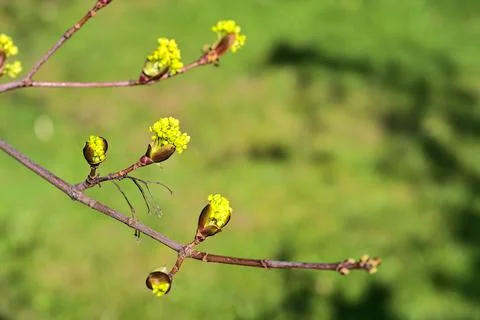 Closeup view spring maple (Acer) tree buds on green blurry background, Dublin Stock Photos