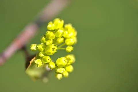 Closeup view spring maple (Acer) tree buds on green blurry background, Dublin Stock Photos