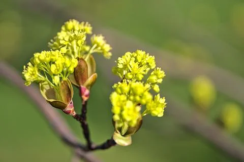 Closeup view spring maple (Acer) tree buds on green blurry background, Dublin Stock Photos