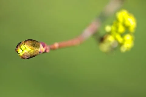 Closeup view spring maple (Acer) tree buds on green blurry background, Dublin Stock Photos