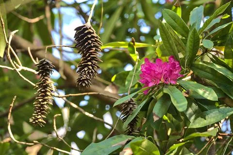Closeup view of spring pink wild rhododendron blooming flowers and conifer cones Stock Photos