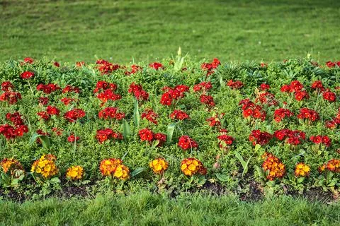 Closeup view of spring red and yellow violets (Viola) flower field, Dublin Stock Photos