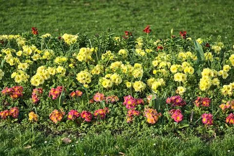 Closeup view of spring red and yellow violets (Viola) flower field, Dublin Stock Photos