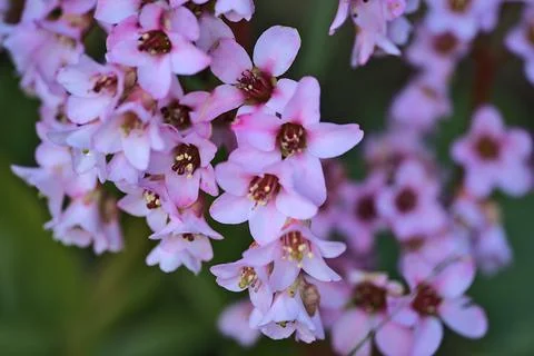 Closeup view spring small pink pigsqueak (Bergenia) flowers, Dublin Stock Photos