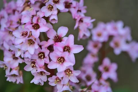Closeup view spring small pink pigsqueak (Bergenia) flowers, Dublin Stock Photos