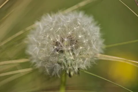 Closeup view of spring soft and fluffy flower of dandelion clock seeds Stock Photos