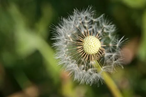 Closeup view of spring soft and fluffy dandelion (Taraxacum officinle) flower Stock Photos