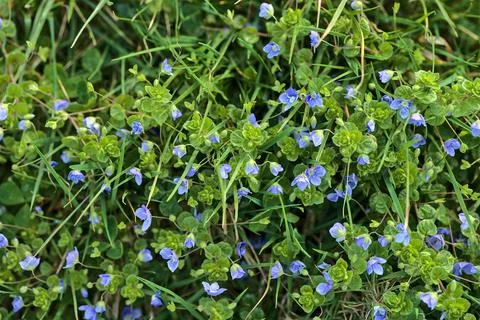 Closeup view of spring tiny blue Scarlet pimpernel (Anagallis arvensis) flowers Stock Photos