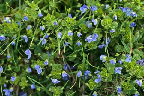 Closeup view of spring tiny blue Scarlet pimpernel (Anagallis arvensis) flowers Stock Photos