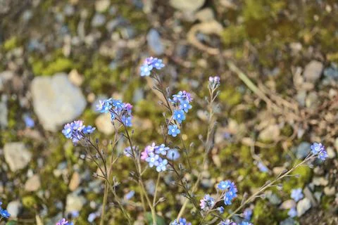 Closeup view of spring tiny blue Wood Forget-me-not (Myosotis sylvatica) flowers Stock Photos
