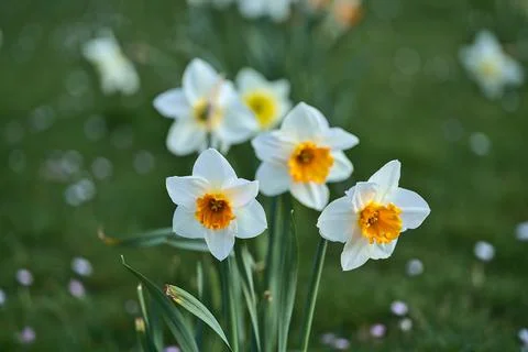Closeup view of spring white daffodils (Narcissus) with orange corolla Foto stock