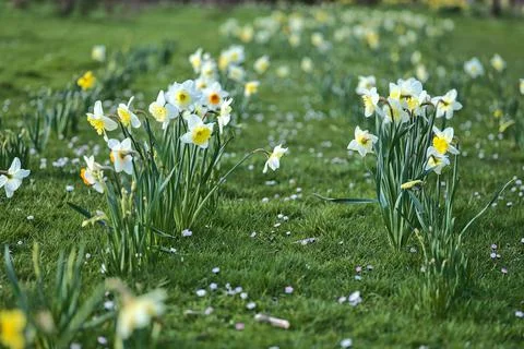 Closeup view of spring white daffodils (Narcissus), yellow and orange corolla Stock Photos