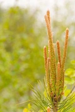 Closeup view at sprout of a scotch pine Stock Photos