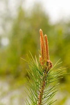 Closeup view at sprout of a scotch pine Stock Photos