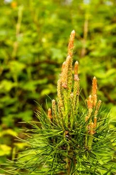 Closeup view at sprout of a scotch pine Stock Photos